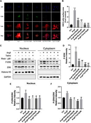 Rhein ameliorates transverse aortic constriction-induced cardiac hypertrophy via regulating STAT3 and p38 MAPK signaling pathways